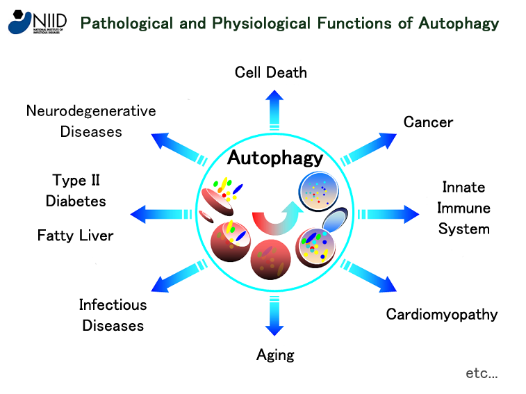 autophagy classification
